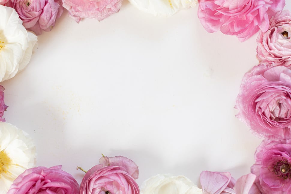 Blooming Pink Flowers on White Background